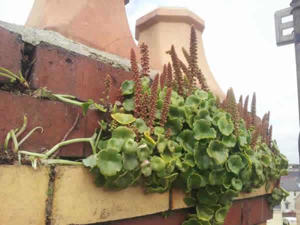 Chimney Garden